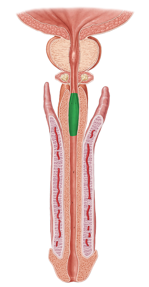 Ampulla of urethra (#636)