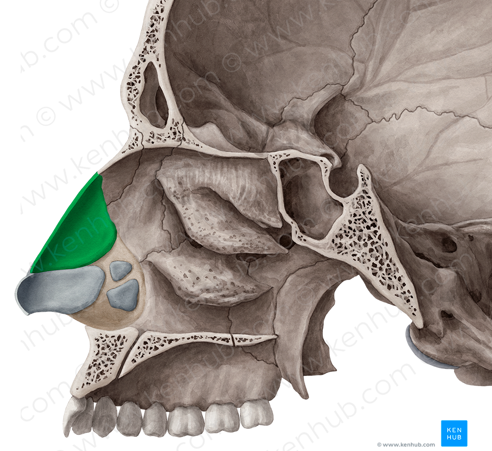 Lateral nasal cartilage (#2499)