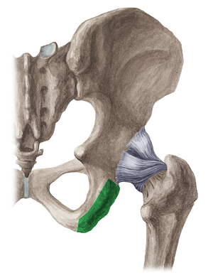 Ischial tuberosity (#9765)