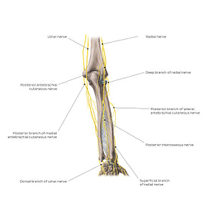 Nerves of the forearm: Posterior view (English)