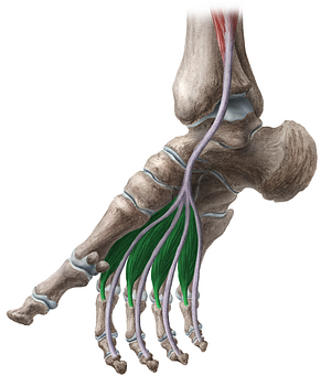 Lumbrical muscles of foot (#5151)