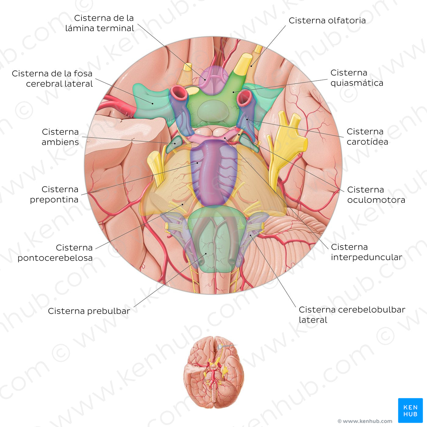 Subarachnoid cisterns of the brain (Inferior view) (Spanish)