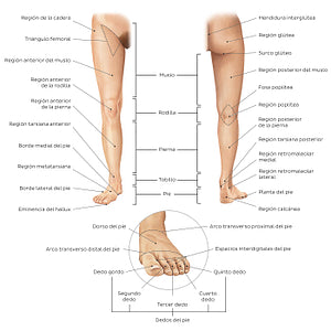 Regions of the lower extremity (Spanish)