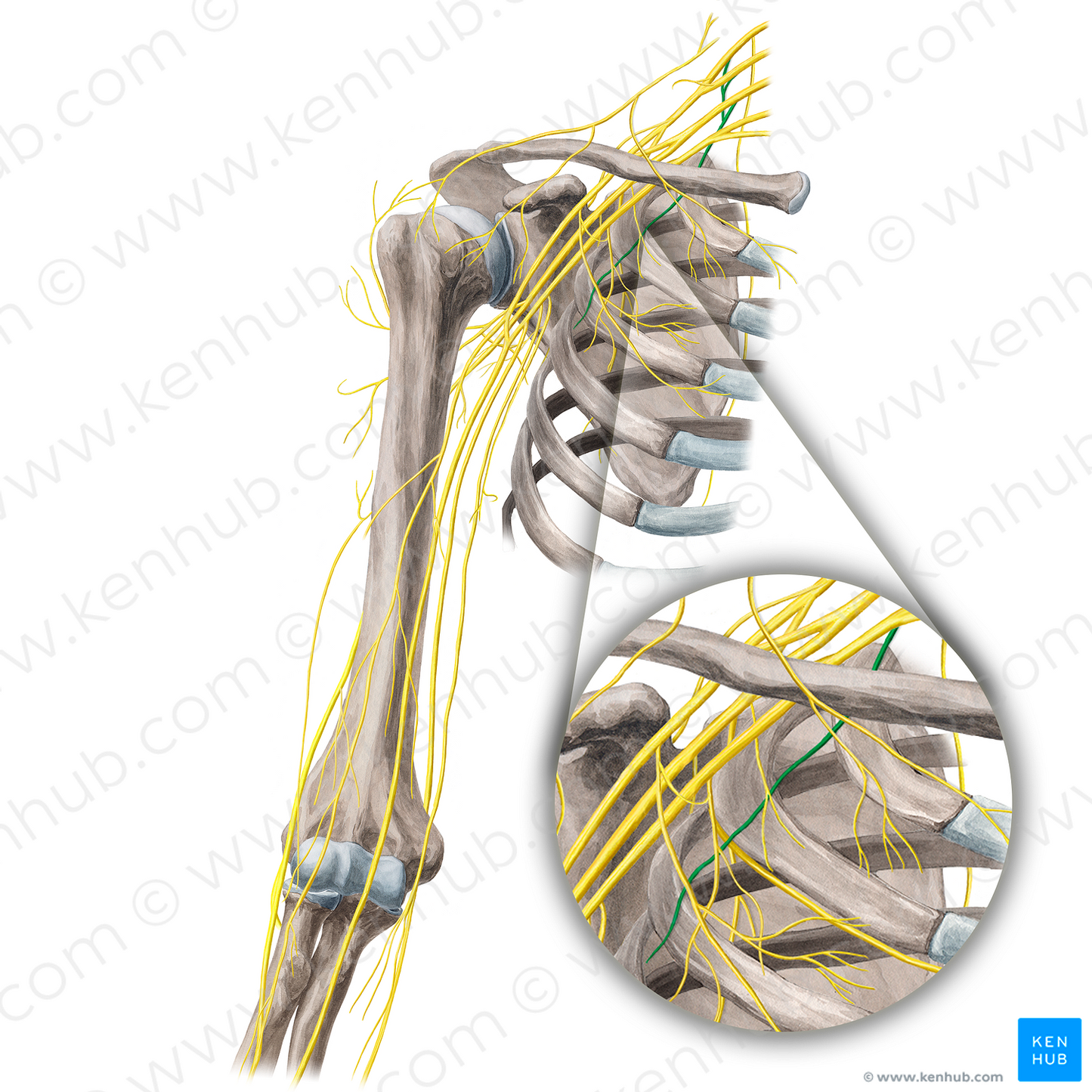 Long thoracic nerve (#6807)