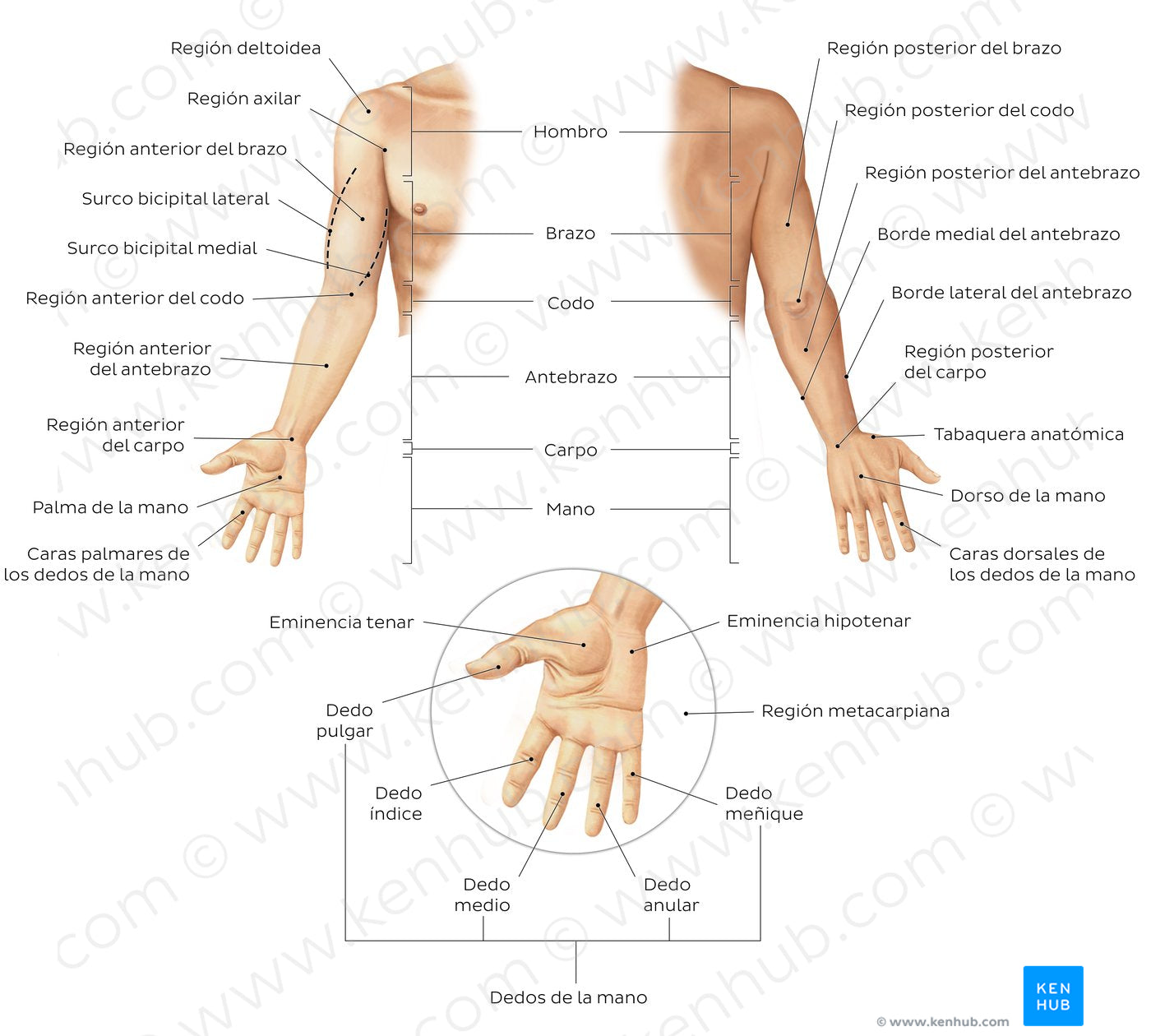 Regions of the upper extremity (Spanish)