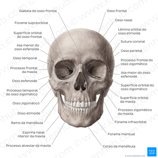 Anterior view of the skull (Portuguese)