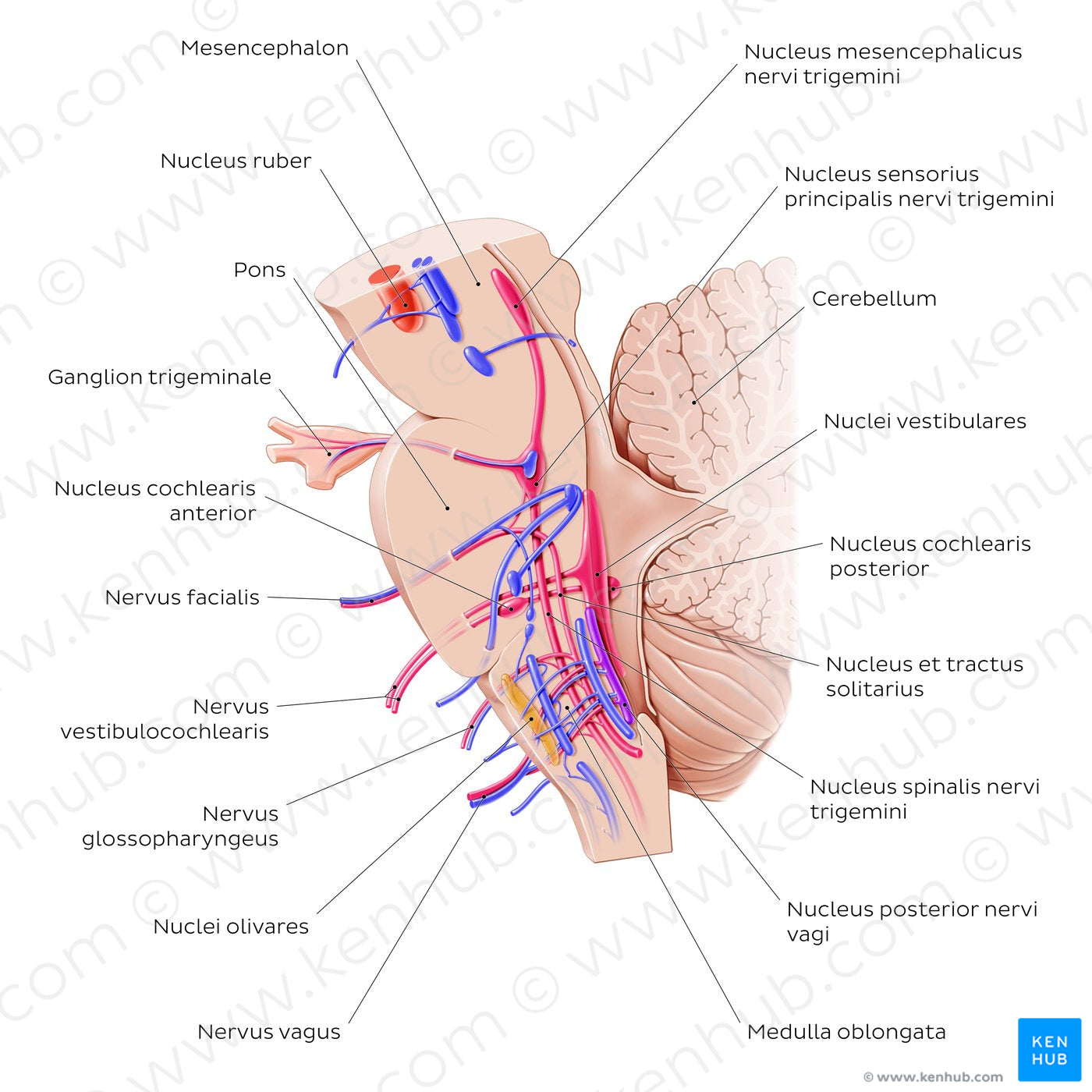 Cranial nerve nuclei - sagittal view (afferent) (Latin)