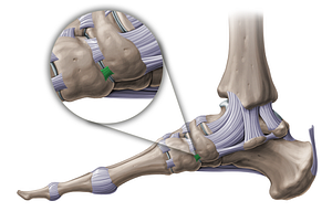 Medial cuneonavicular ligament (#20467)