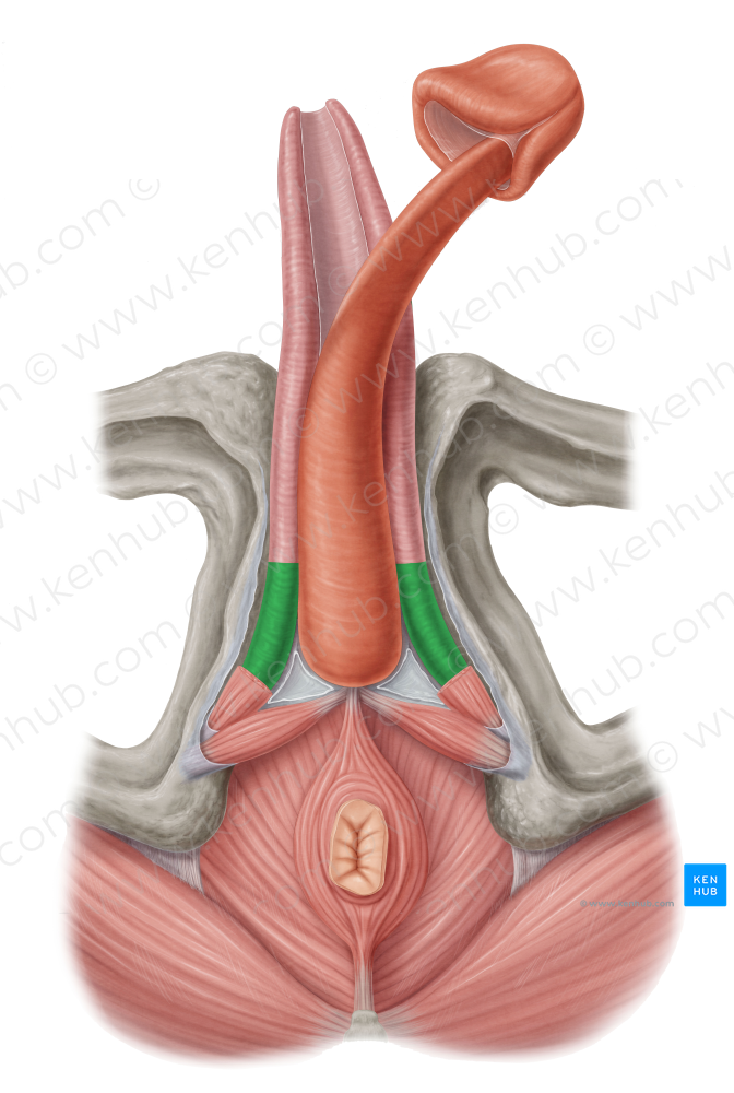 Crus of penis (#3166)