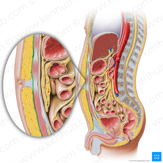 Membranous layer of subcutaneous tissue (Scarpa's fascia) (#5059)