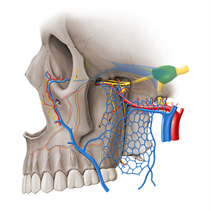 Trigeminal ganglion (#18482)