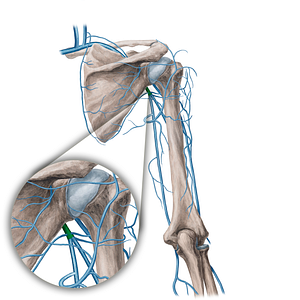 Axillary vein (#21740)