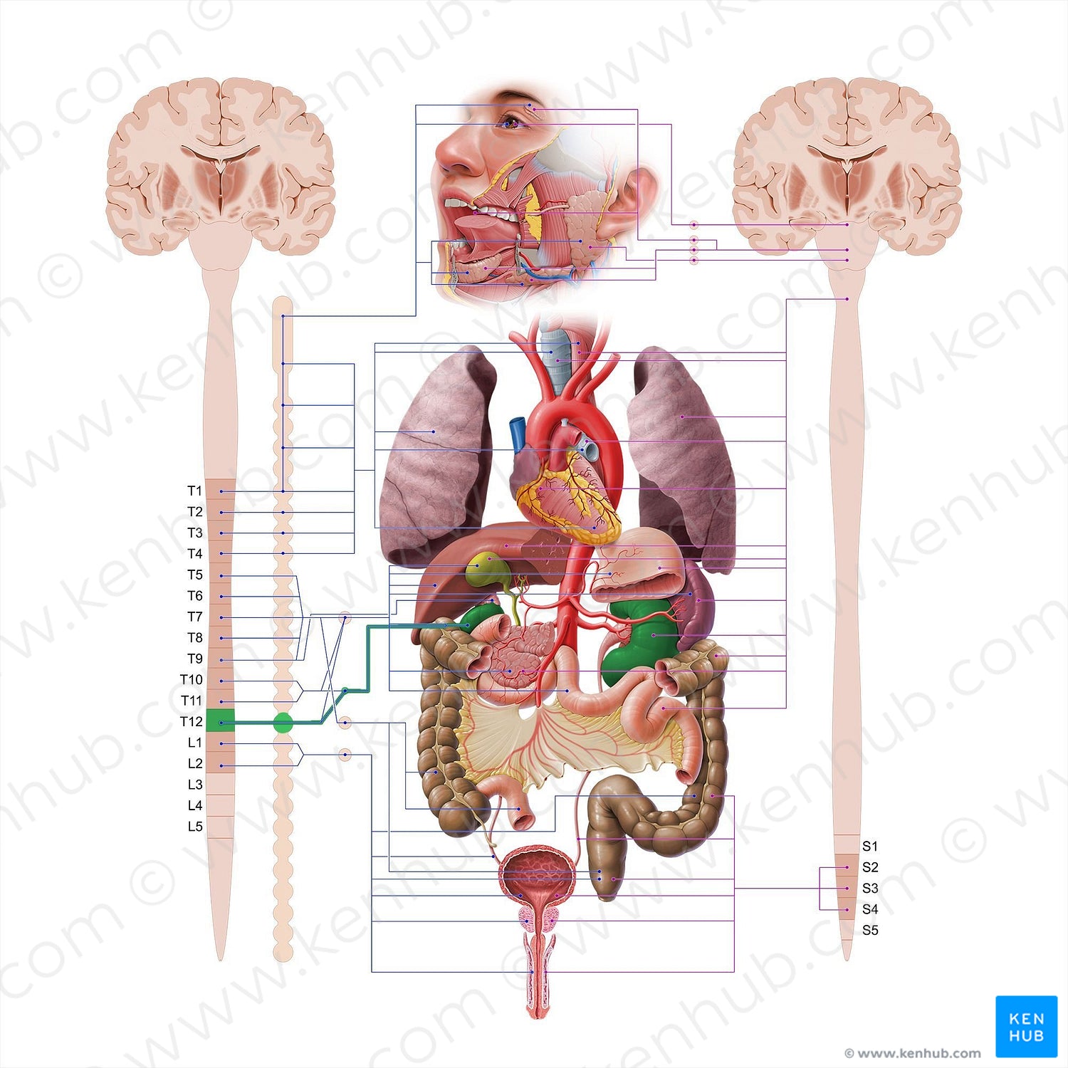 Least thoracic splanchnic nerve (#18623)