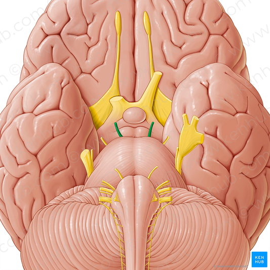 Oculomotor nerve (#6619)