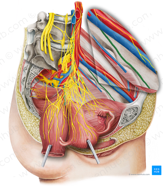 Obturator nerve (#6601)