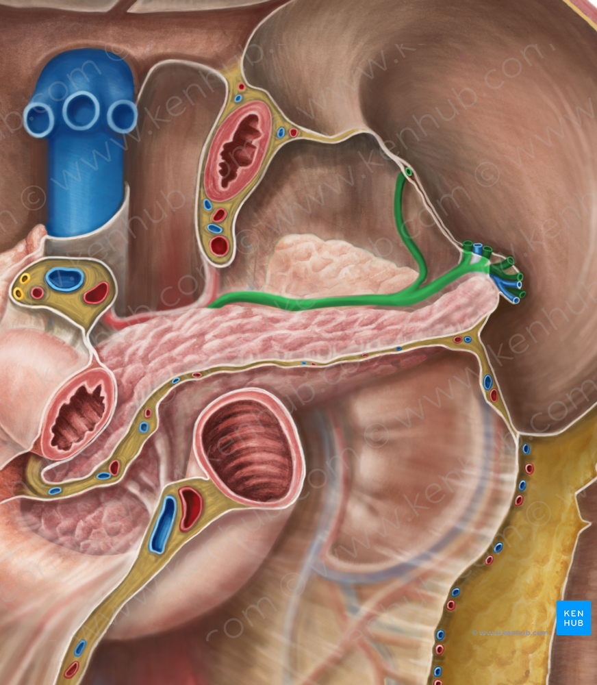 Splenic artery (#1797)