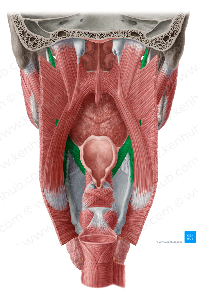 Stylopharyngeus muscle (#6038)