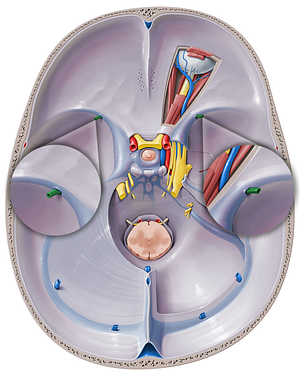 Superficial middle cerebral vein (#10403)