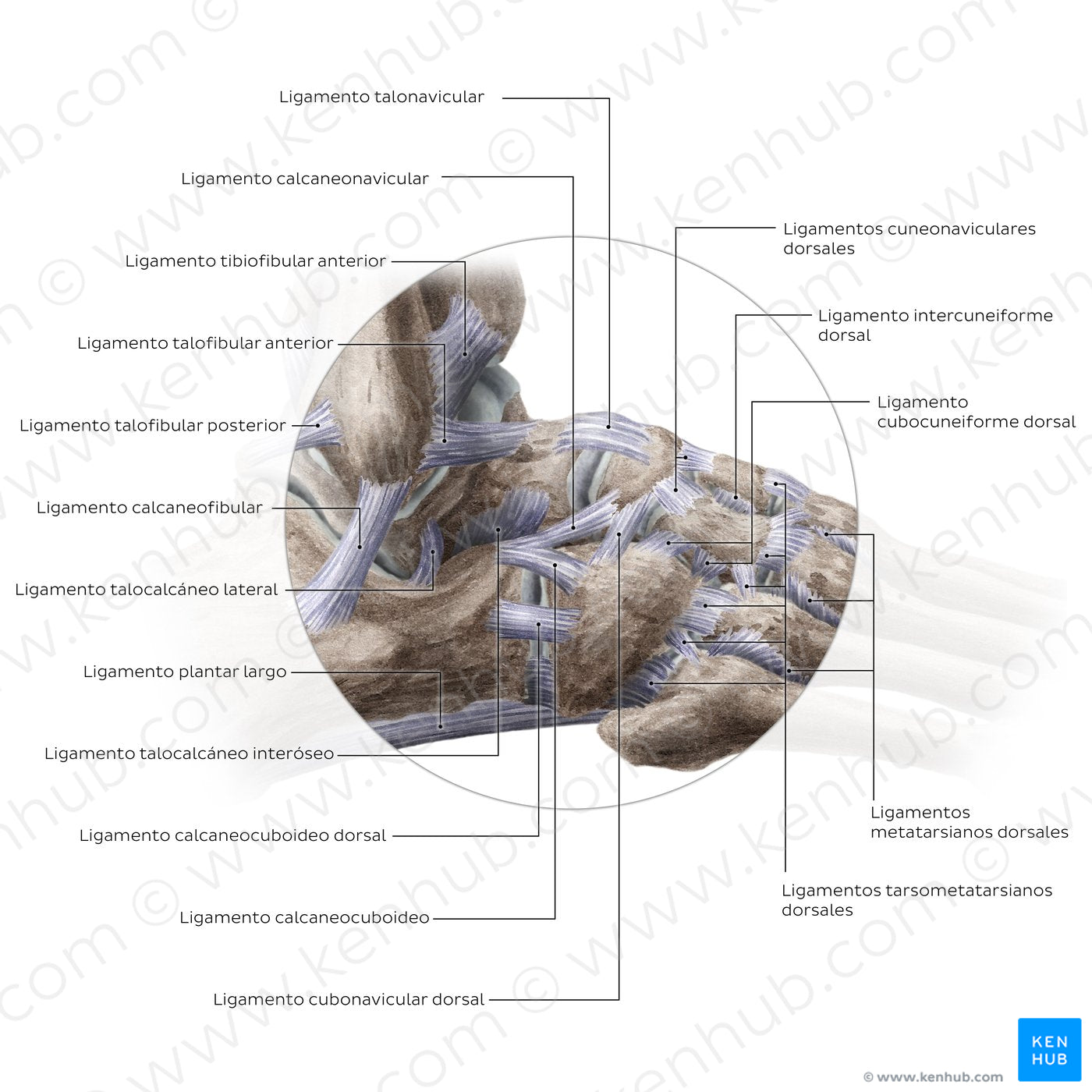 Ligaments of the foot (lateral view) (Spanish)
