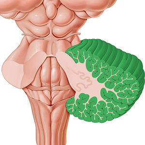 Cerebellar cortex (#3036)
