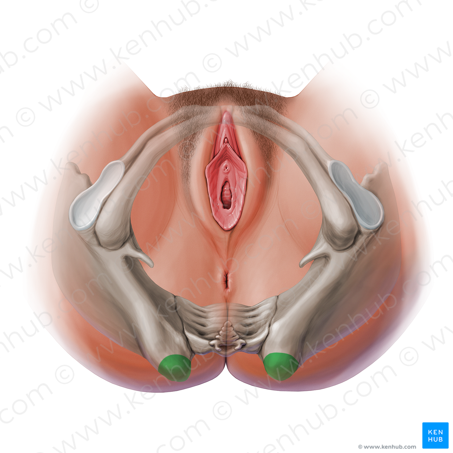 Posterior superior iliac spine (#13611)