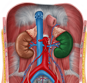 Left kidney (#8910)