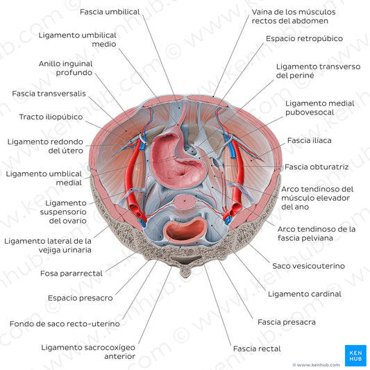 Superior view of the female pelvis: Fascias and ligaments (Spanish)