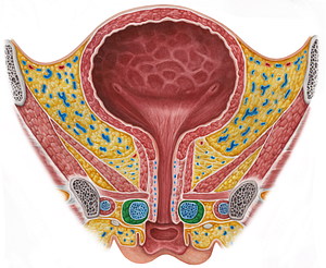 Bulbospongiosus muscle (female) (#5251)