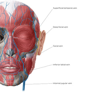 Veins of face and scalp (Anterior view: superficial) (English)