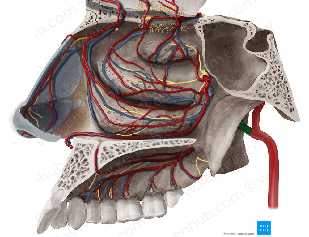 Maxillary artery (#1501)