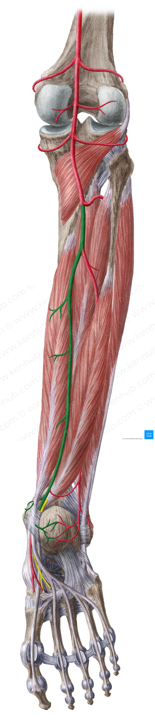 Posterior tibial artery (#1941)