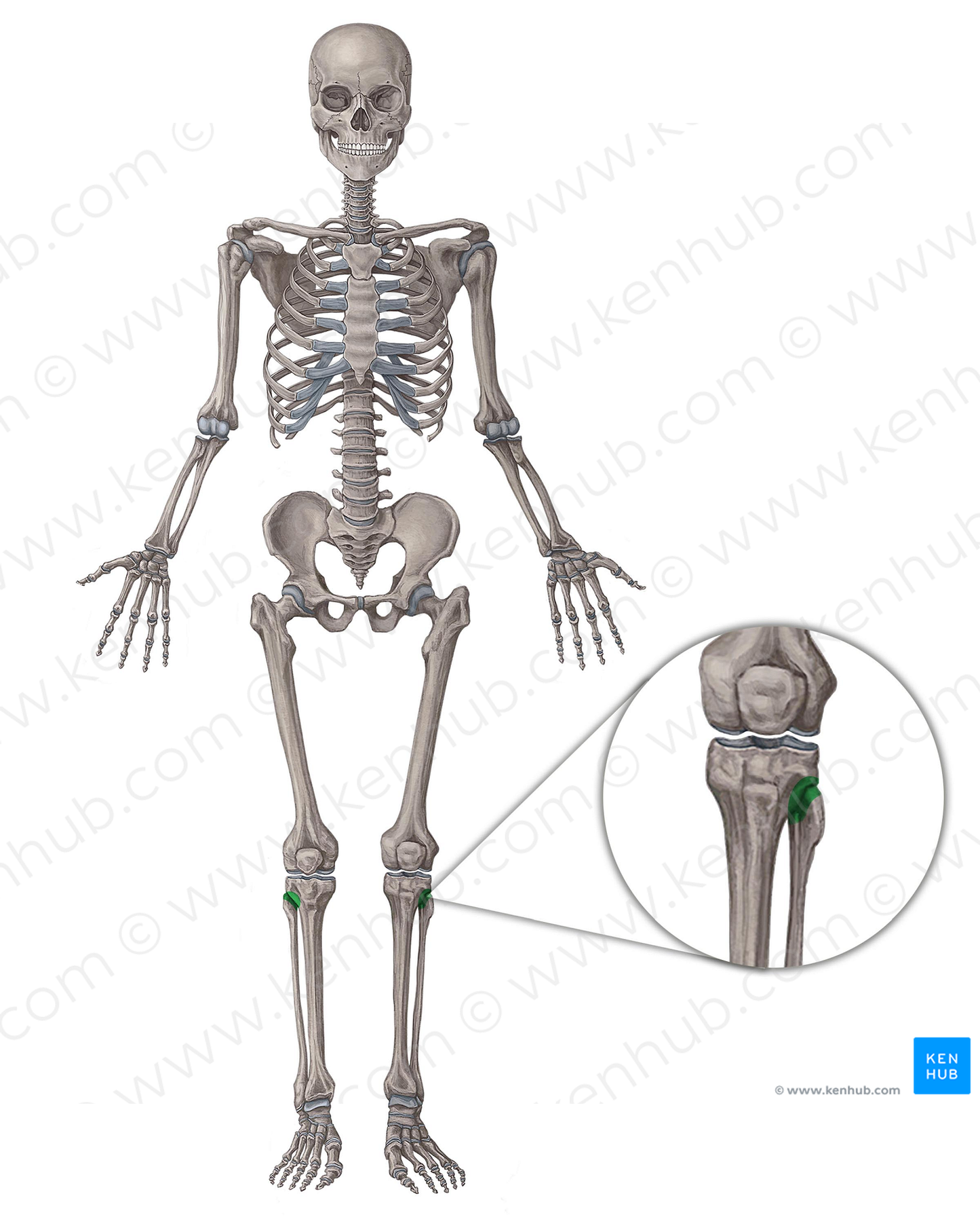 Superior tibiofibular joint (#2097)