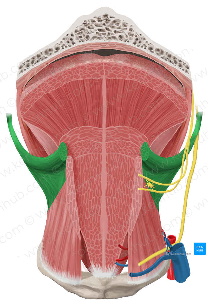 Styloglossus muscle (#6030)