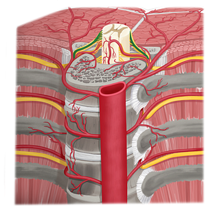 Posterior radicular artery (#1711)