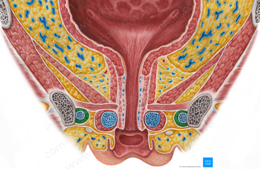 Ischiocavernosus muscle (female) (5507) Kenhub Image License Store