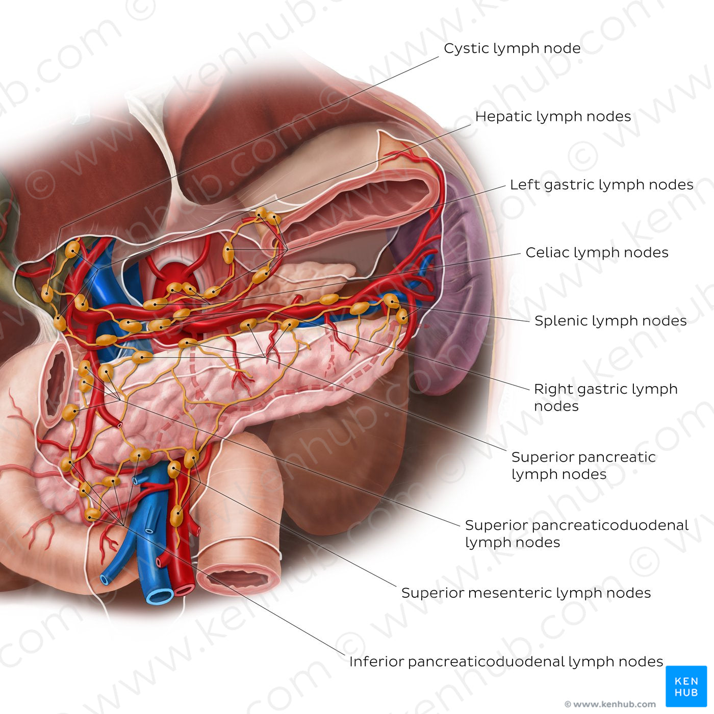 Lymphatics of the pancreas, duodenum and spleen (English)