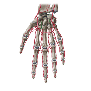 Recurrent branches of deep palmar arch (#20375)