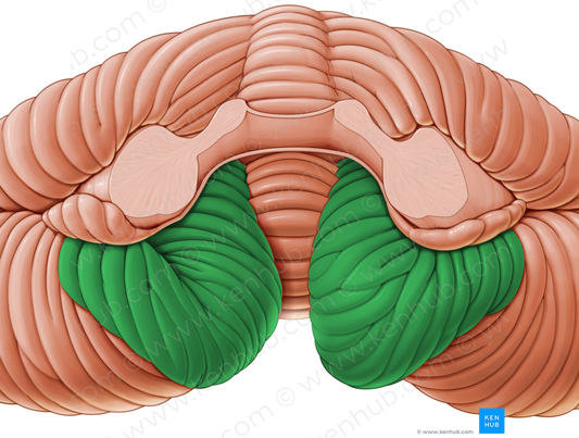 Tonsil of cerebellum (#9459)