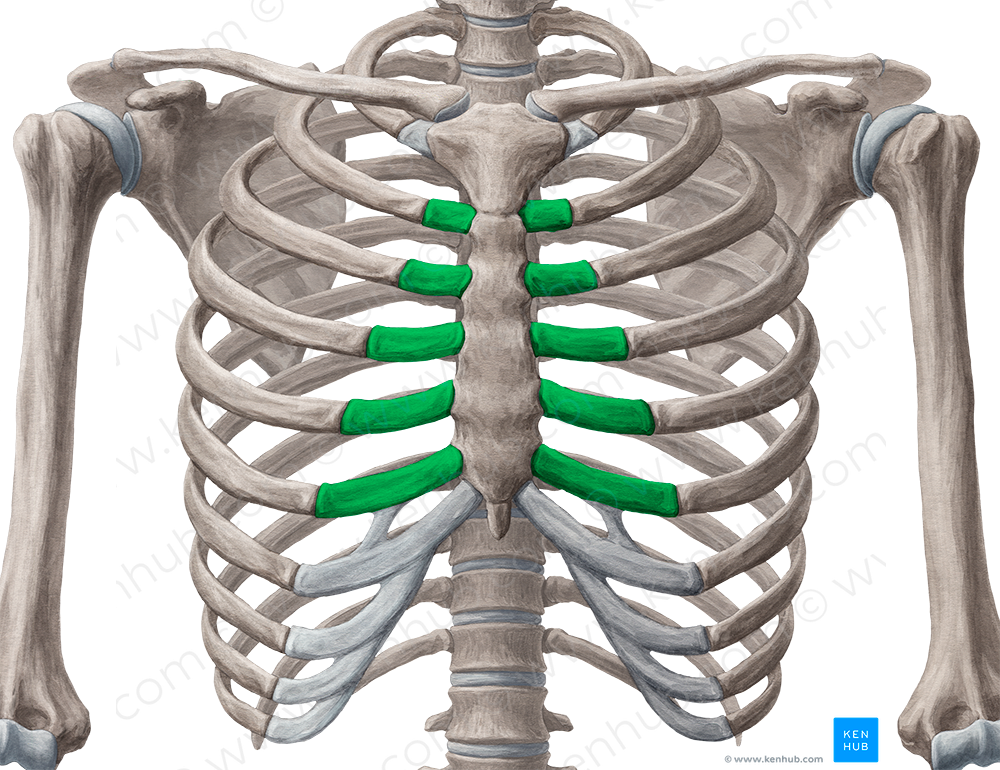 Costal cartilages of 2nd-6th ribs (#2469)