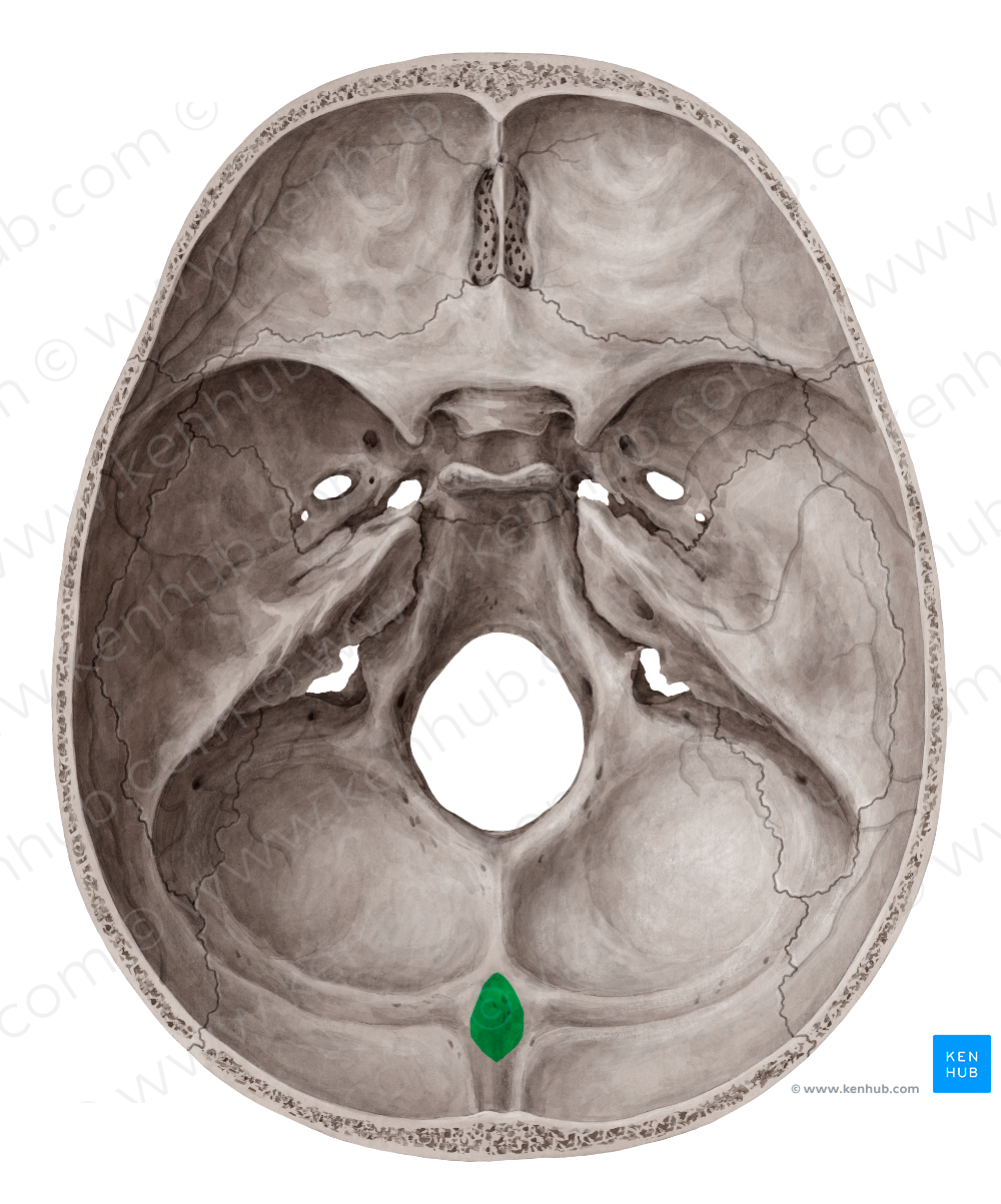 Internal occipital protuberance (#8392)