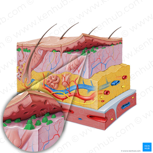 Dermal papilla (#19823)