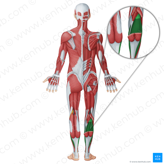 Soleus muscle (#18746)