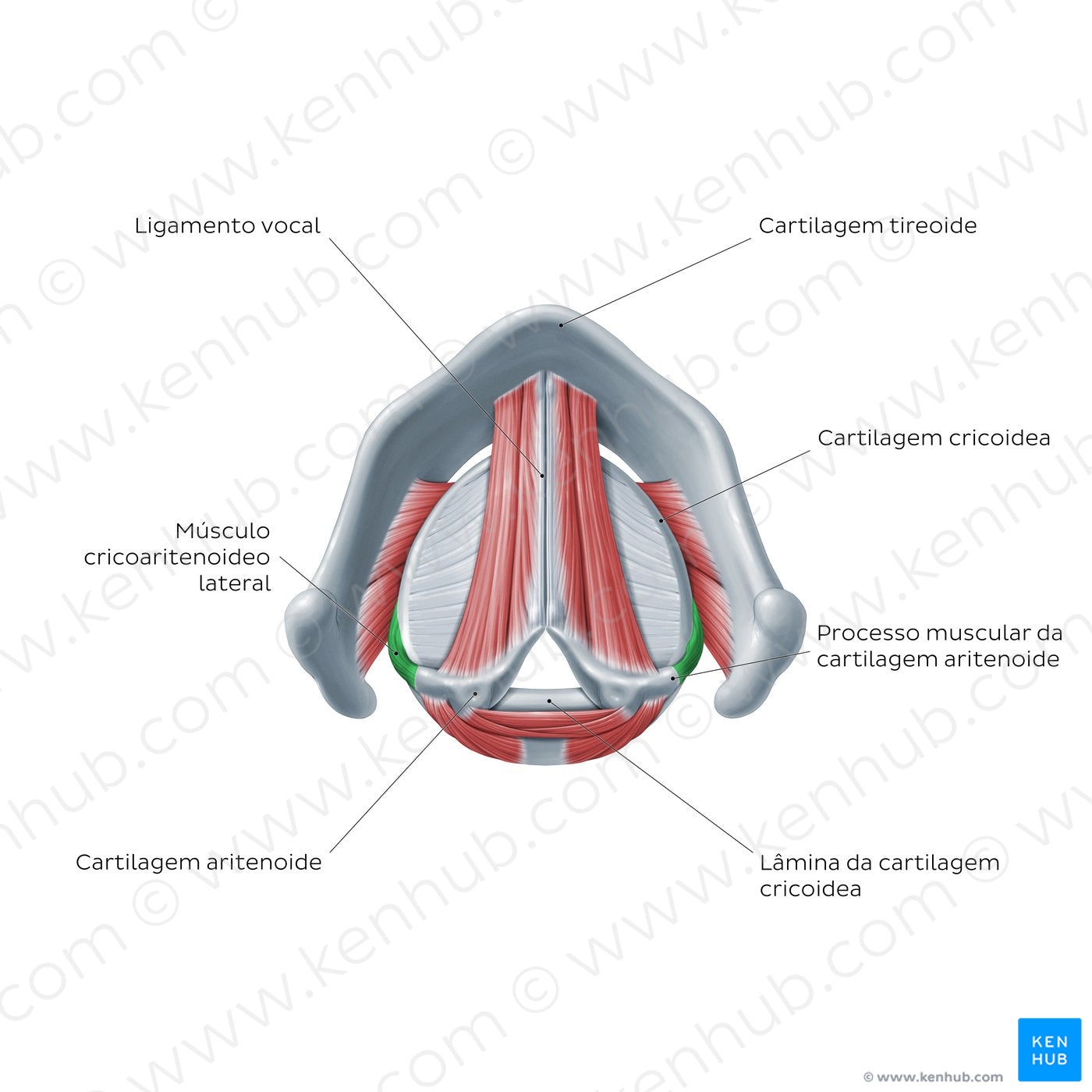 Larynx: action of lateral cricoarytenoid muscle (Portuguese)