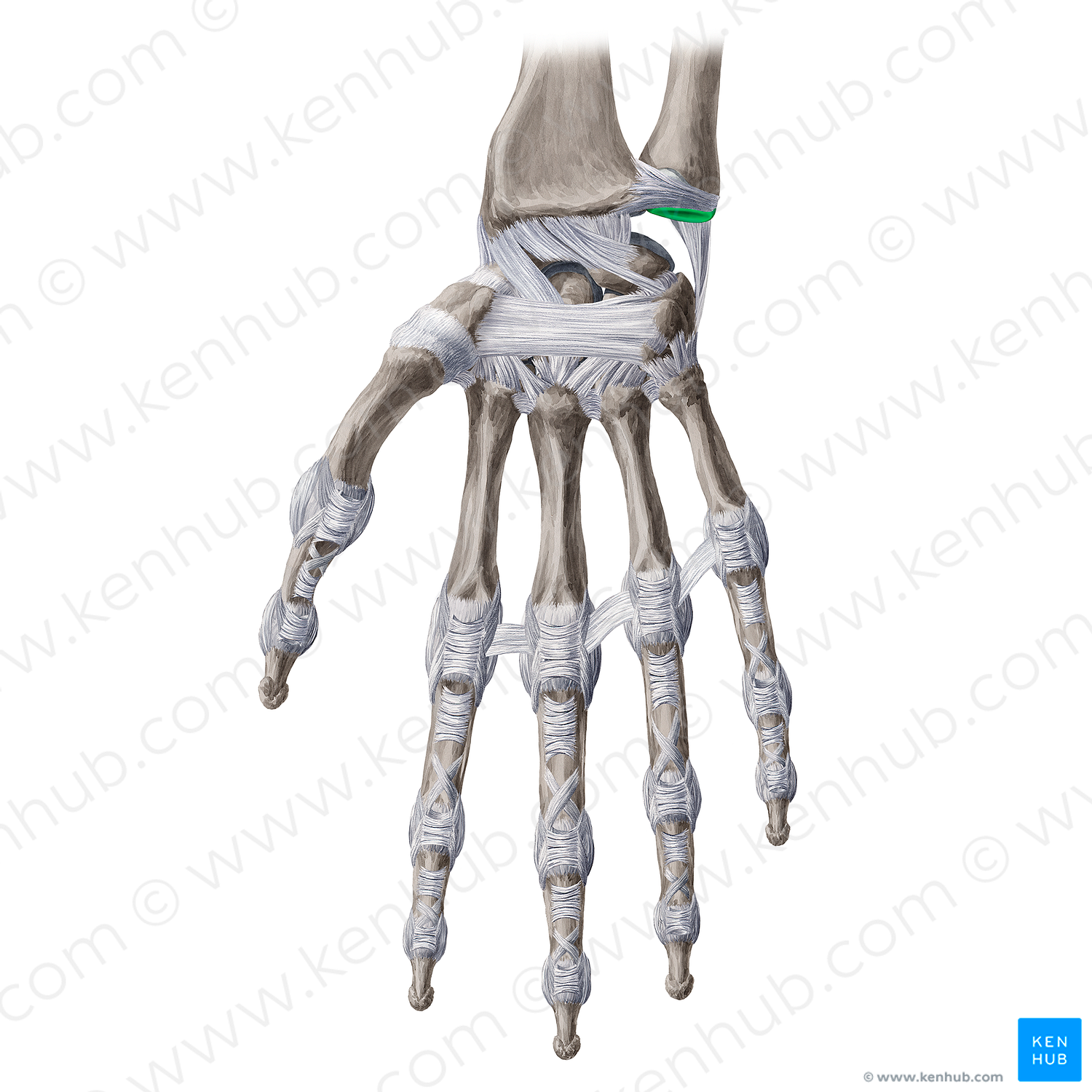 Triangular fibrocartilage (#20665)