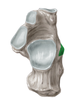 Fibular trochlea of calcaneus (#9580)