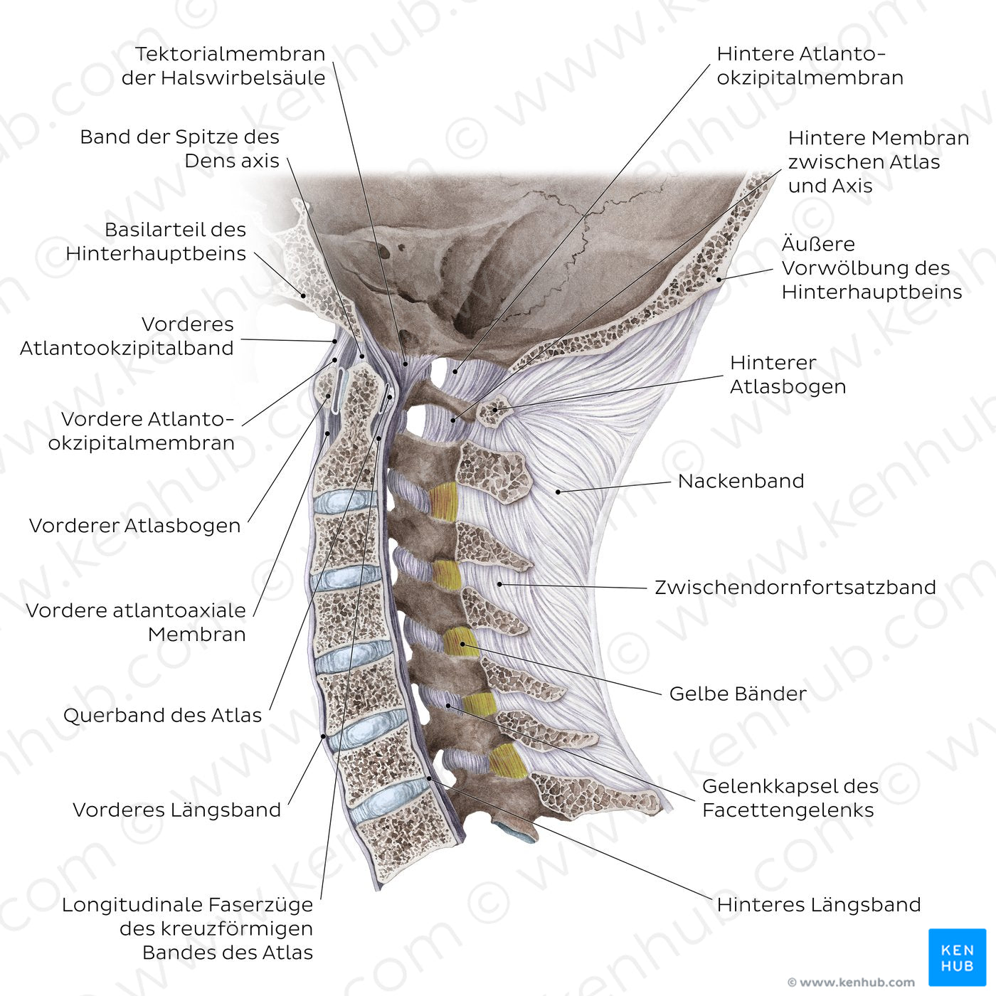 Craniovertebral ligaments and joints (German)