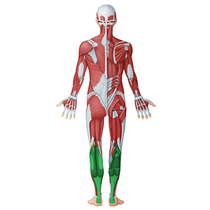 Posterior (flexor) muscles of leg (#20063)