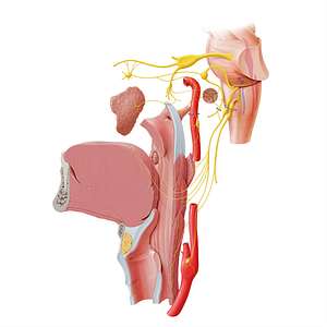 Tympanic plexus (#8045)