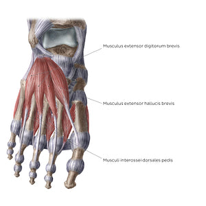 Dorsal muscles of the foot (Latin)