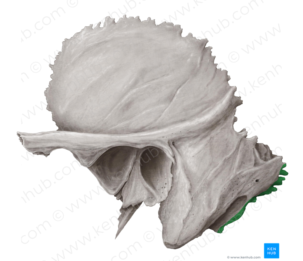 Occipital margin of temporal bone (#4944)